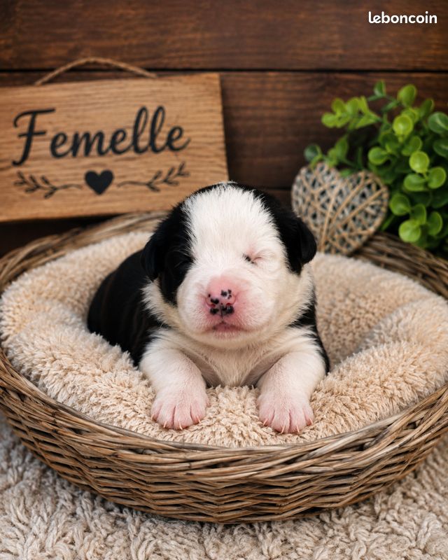 Border collie lof troupeau (image 3)