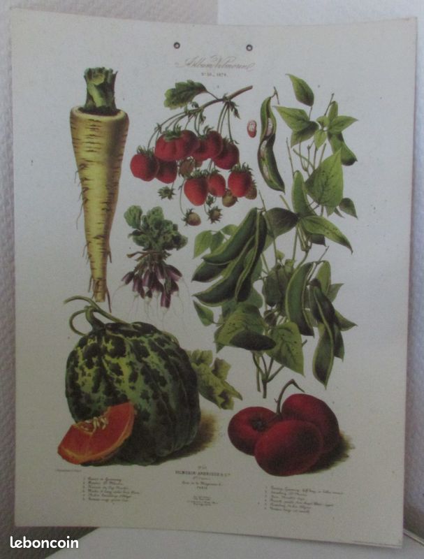 Planche botanique Album Vilmorin n° 30 (image 1)