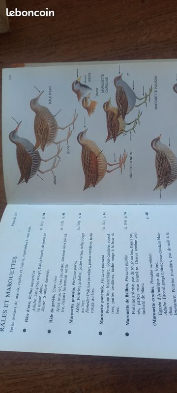 Livre oiseaux de france (image 3)