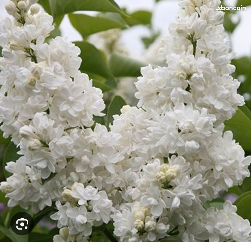 Lilas blanc et lilas violet (image 2)