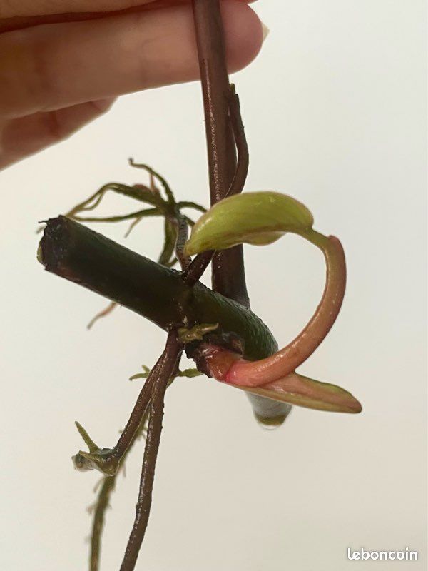 yucca indoor plant Yucca Cane