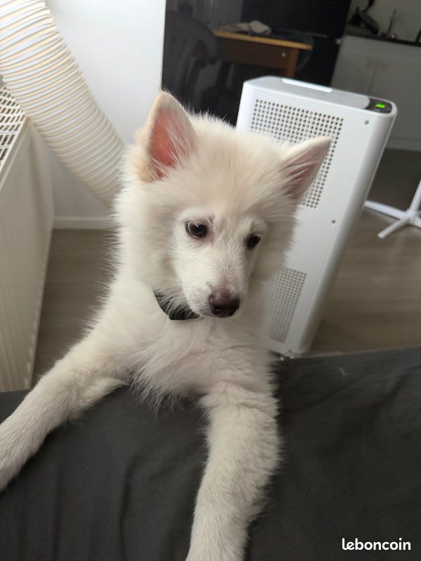 đŸ Bounty â Jeune Pomsky cherche sa nouvelle famille â€ïž (image 3)