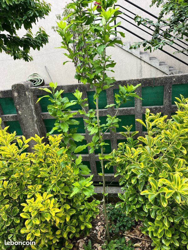 Vend arbre hibiscus 🌺 (image 3)