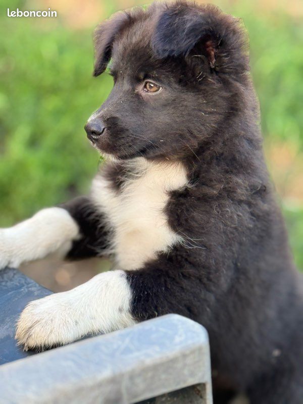 Chiots Berger Australien LOF – Élevage professionnel (image 5)