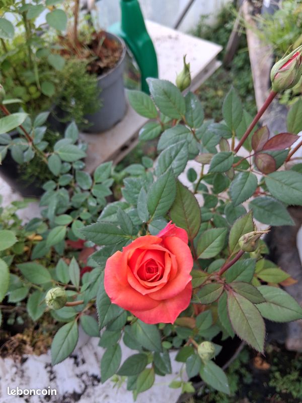 Rosier (image 1)