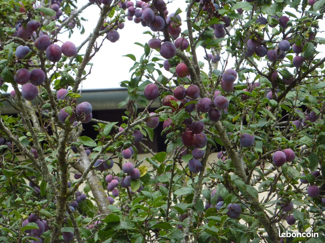 Prunes violettes à distiller (image 3)