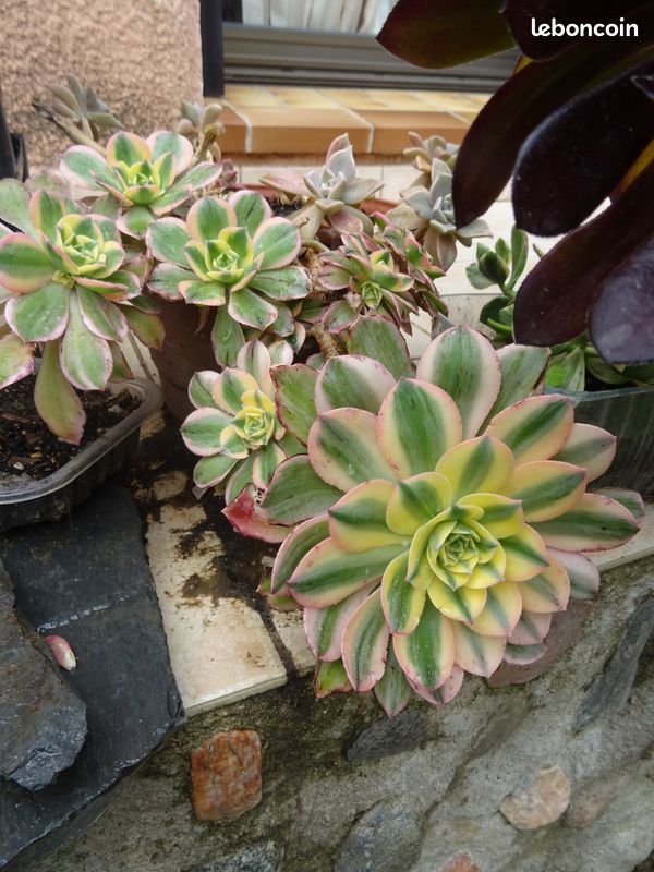 Pot D'Aéonium Panaché Collector Avec Boutures Offertes, Par DU JARDIN D YVETTE