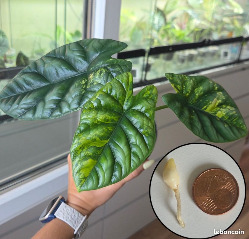 🌱 Bulbille Alocasia Sinuata Aurea (image 1)
