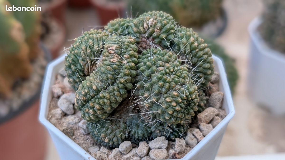 Cactus - Mammillaria spinosissima Un Pico cristata - Jardin & Plantes