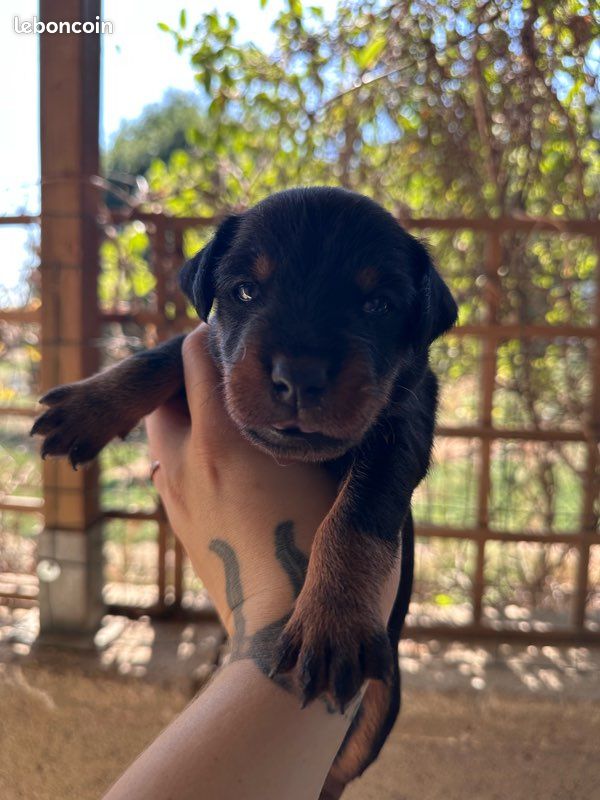 Chiots Jagd Terrier LOF (image 3)