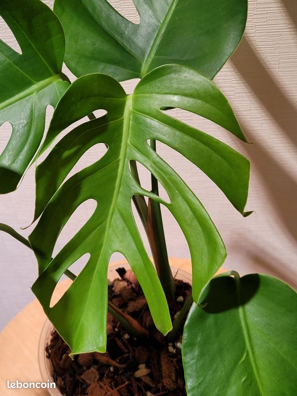 Monstera Brazil Form - Jardin & Plantes