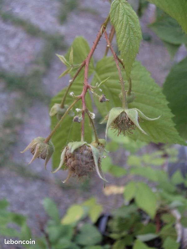Pieds de framboisier en pots (image 2)