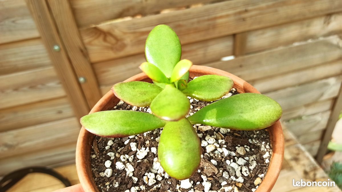 Crassula Ovata (image 2)