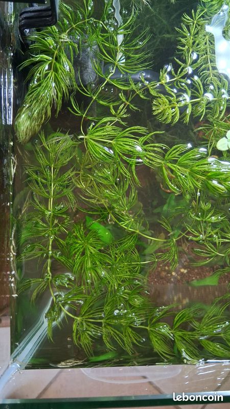 Ceratophyllum (image 1)