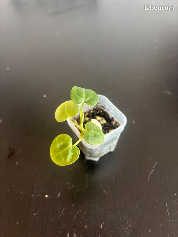 Anthurium silver blush x crystallinum (LOT n°2) (image 1)