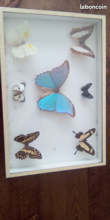 Papillons sous cadre (image 2)