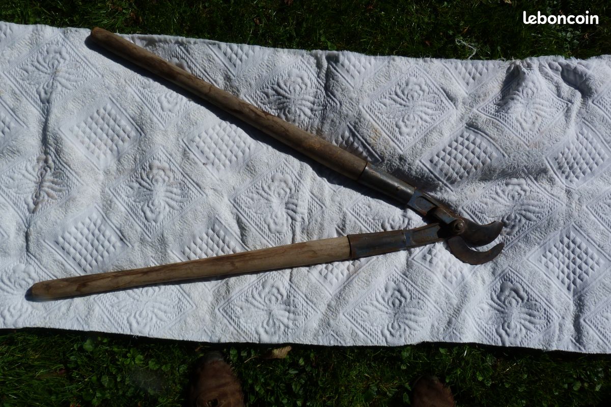Grand coupe corne (image 1)