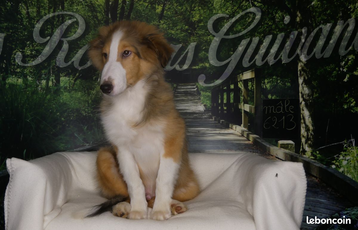 Chiot BERGER DES SHETLAND