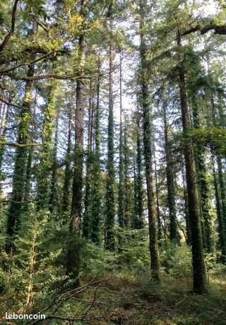 Forêt a vendre
