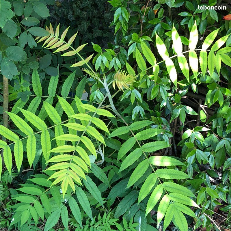 Pied ou arbuste Sumac de Virginie pousse rapide (image 2)