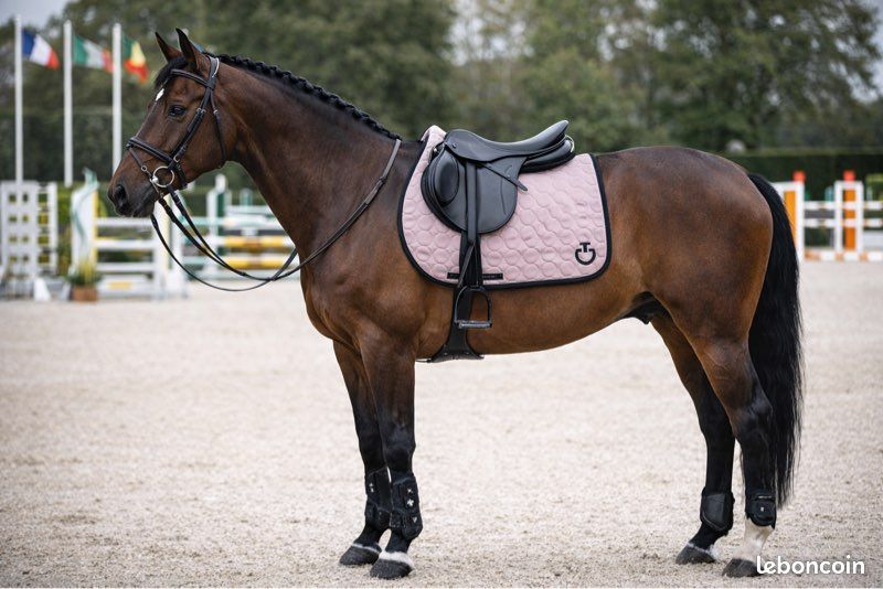 Tapis D'Aiguillage Cheval Léger 50g Combo Col Fixe Complet
