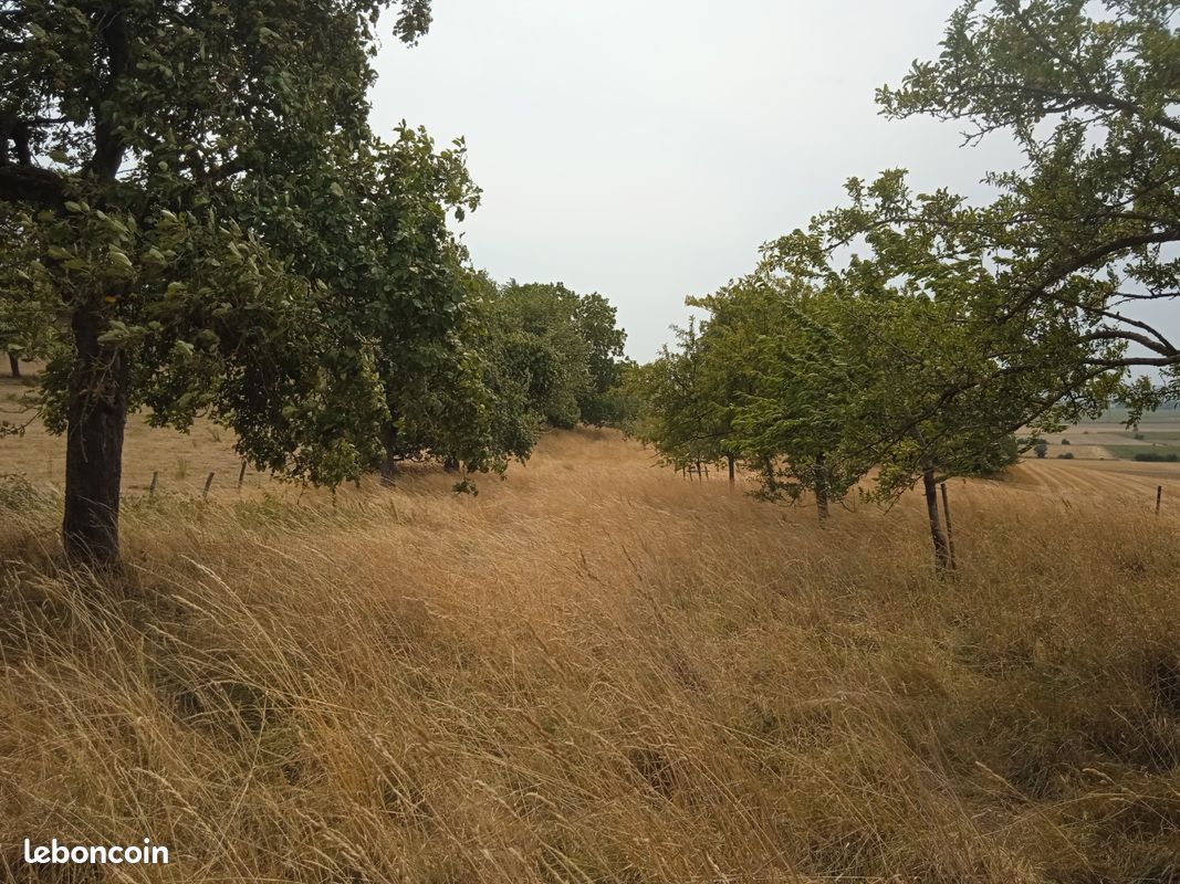 Vends verger avec une cinquantaine d arbres fruitiers · à Holling · 12 000 €