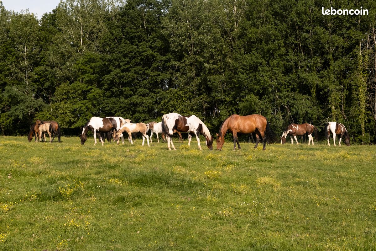 American Azteca Horse (image 3)