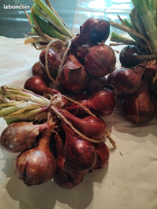 Oignons et échalotes bio. Pomme de terre nouvelle Amandine (image 4)