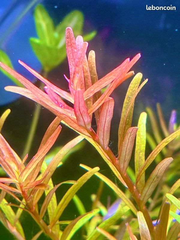 Lot de plantes d'aquarium personnalisable (3 espèces au choix) – 5 (image 4)