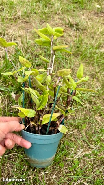 Pot Tradescantias Blushing Bride - gris (sofi) (image 2)