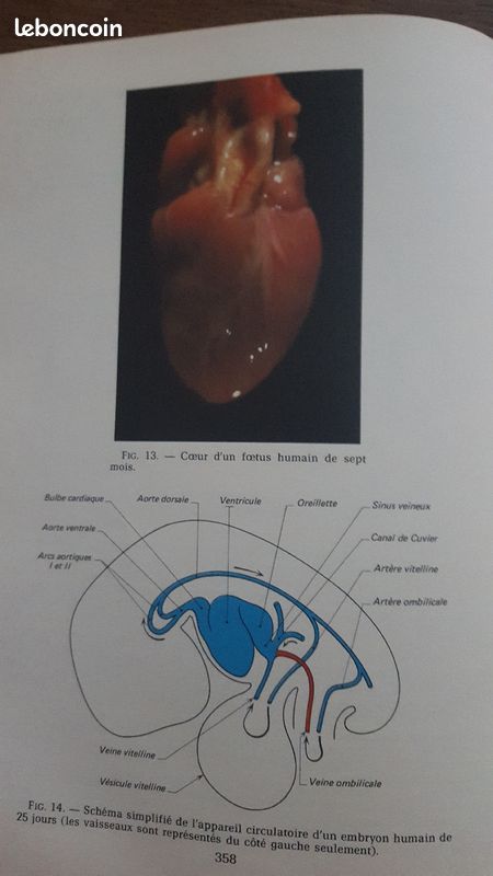 Le corps humain de Pierre Vincent (image 4)