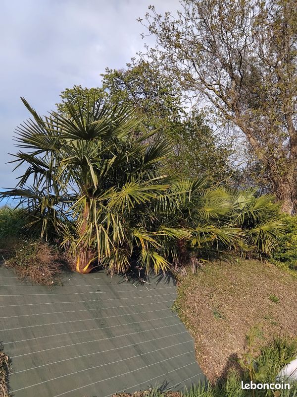 Palmier trachycarpus de chine (image 4)