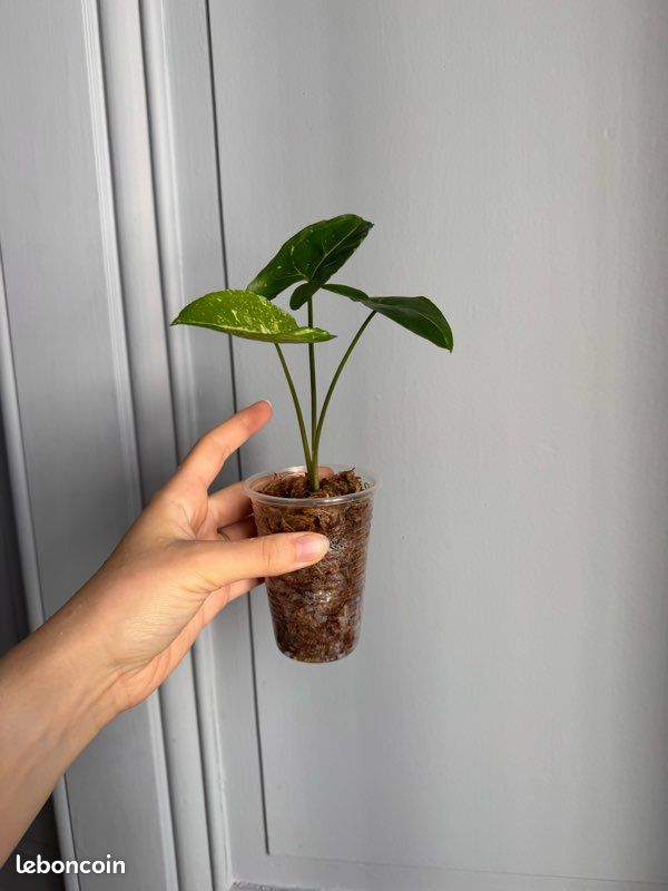Syngonium panda - plante rare (image 6)