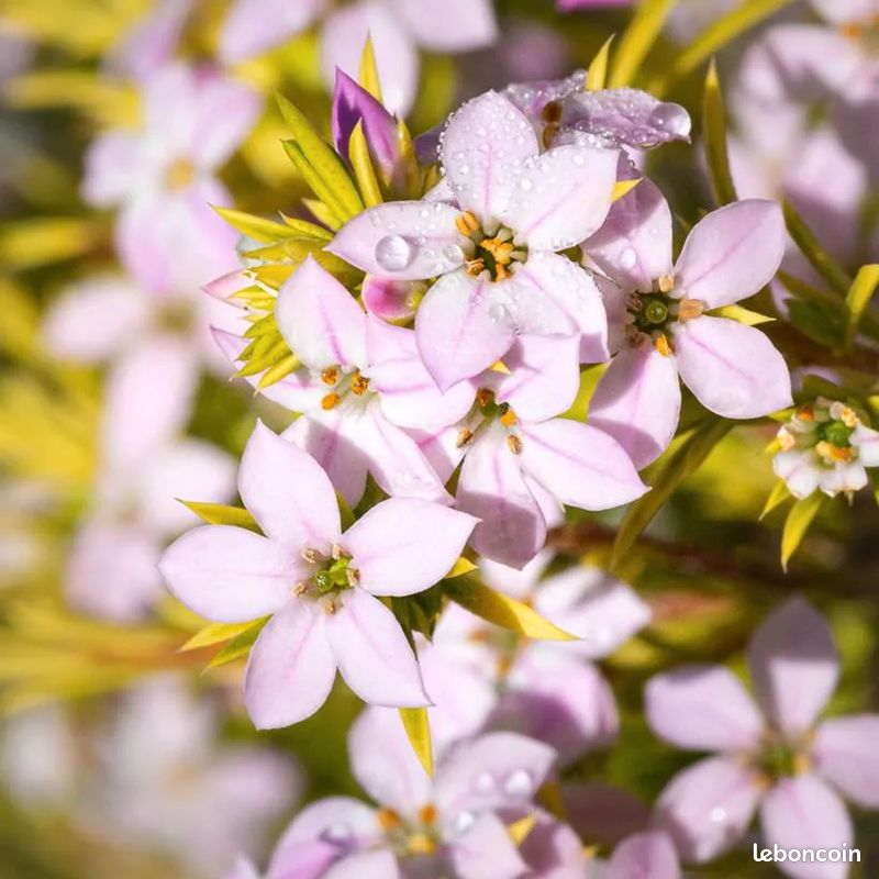 Diosma sunset gold (image 2)