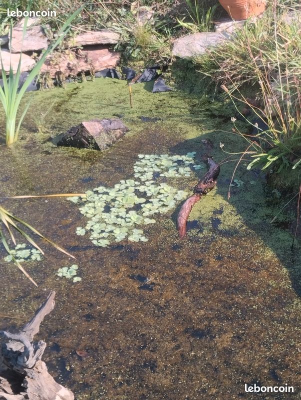 Pistia, laitue d'eau (image 3)