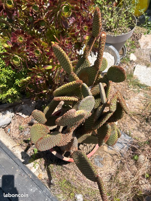 Cactus, plante grasse Opuntia microdasys rubra à raquettes OU cactus oreilles de lapin (image 9)