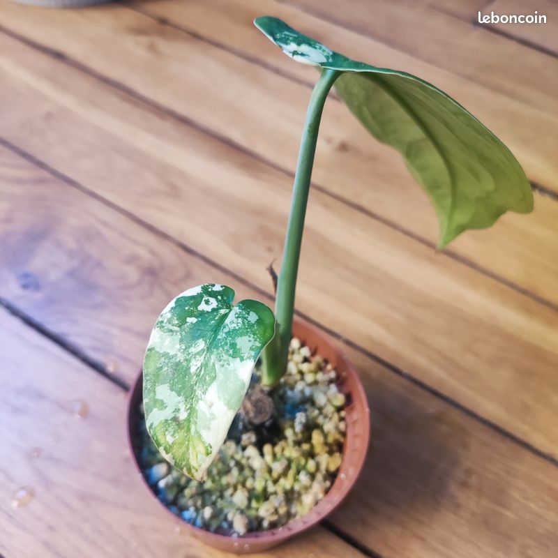 Syngonium Chiapense Variegated – belle plante de collection (image 2)