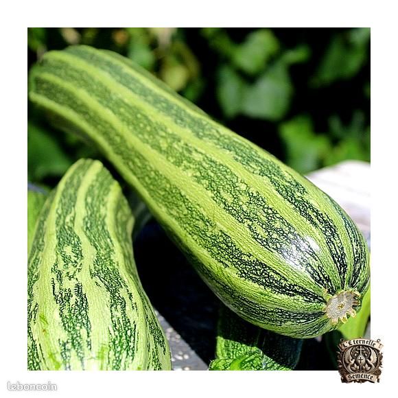 Graines Courgette Cocozelle – Ancienne variété italienne, striée et savoureuse (image 4)