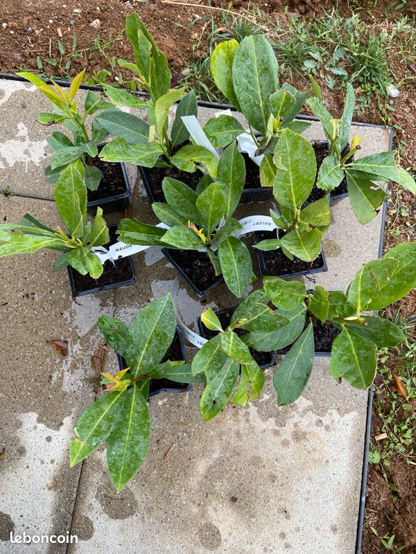 Plants laurier cerise (image 1)
