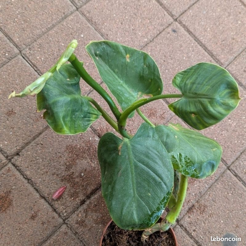 Philodendron Pittieri - Jardin & Plantes
