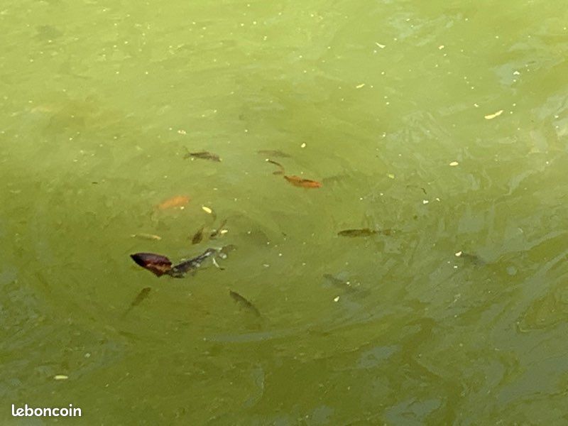 Poissons de bassin/ mare (image 1)