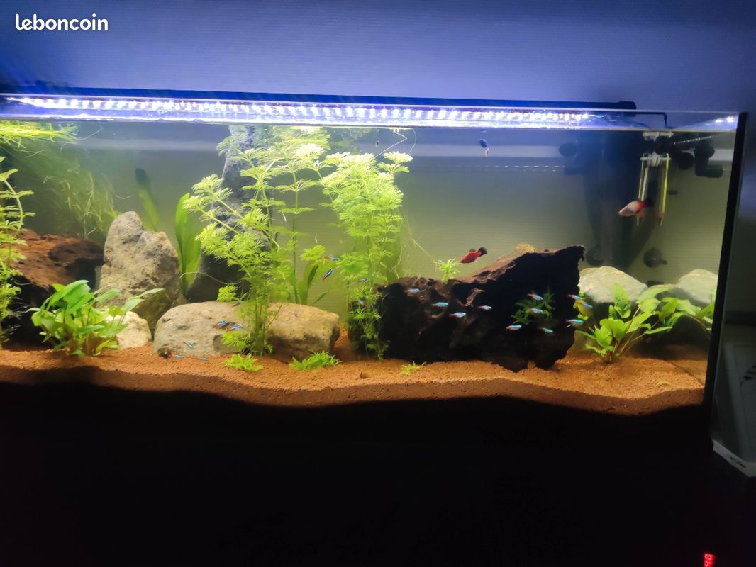 Aquarium 160 litres + environnement (image 2)