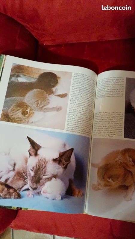 Les Chatons Angela Sayer (image 4)