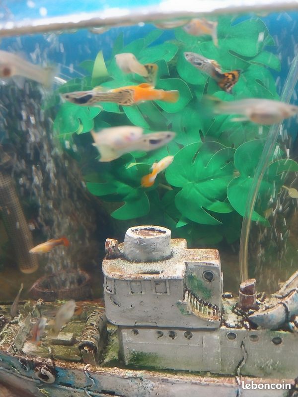 Jeune Guppy (image 3)