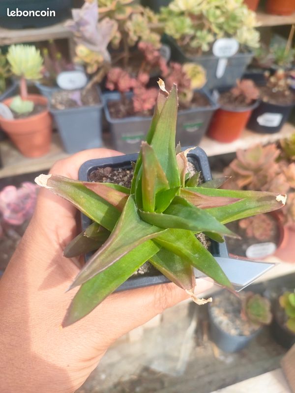 Aloe black gem (image 2)