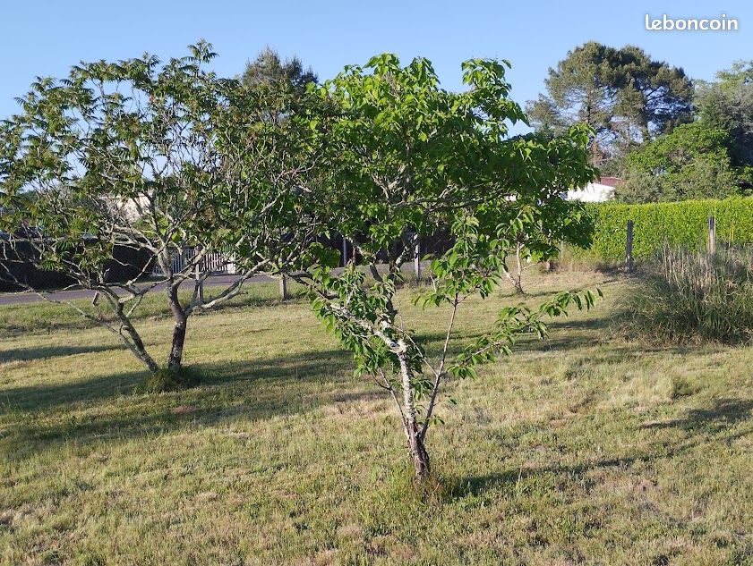 Terrain sans vis à vis, hors Libre de constructeur potentiel a définir.Bornage en cours. Terrain à Vendre YCHOUX 40160 Libre 