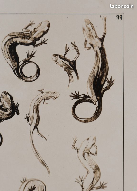 Mathurin MEHEUT : La Salamandre, Lithographie signée #CERTIFICAT (image 3)