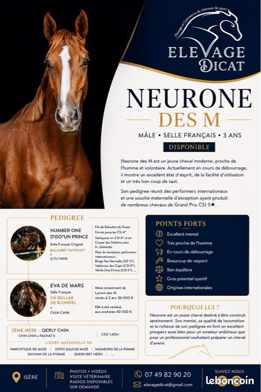 Jeunes chevaux selle français, Z, foals, poulinière (image 2)