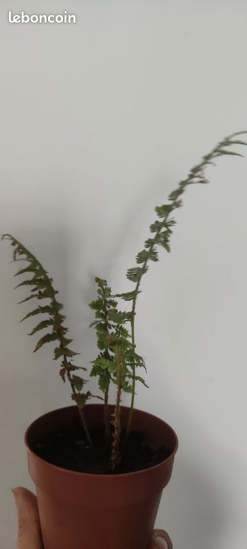 Fougère extérieur rustique Pteridium Aquilinum en pot ( envoi possible) (image 3)