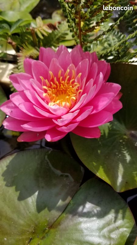 Nenuphar rose celebration (image 1)